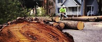Professional Tree Removal in Grabill, IN