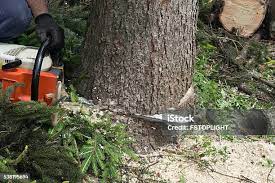 Best Commercial Tree Services  in Grabill, IN