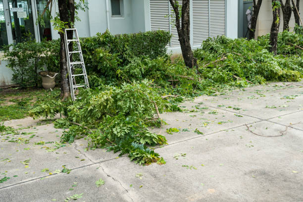 Best Root Management and Removal  in Grabill, IN