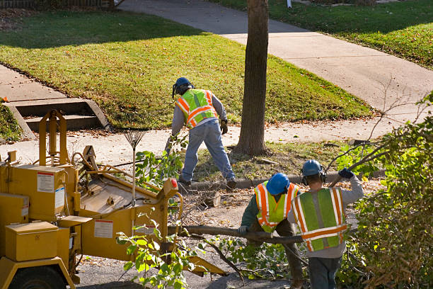 Best Palm Tree Trimming  in Grabill, IN