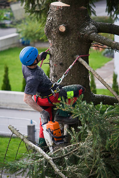 Best Tree Removal  in Grabill, IN
