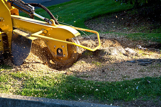 How Our Tree Care Process Works  in  Grabill, IN