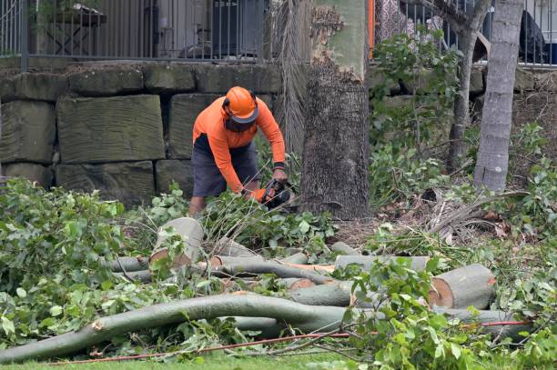 Best Tree Trimming and Pruning  in Grabill, IN