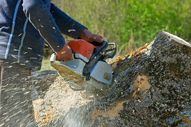 Lawn Renovation and Restoration in Grabill, IN